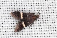 Aproaerema cinctella