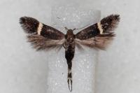 Aproaerema cinctella