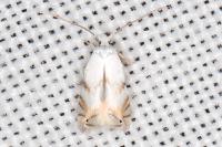 Pseudopostega crepusculella
