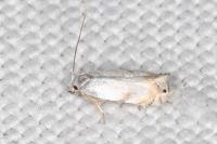 Pseudopostega crepusculella