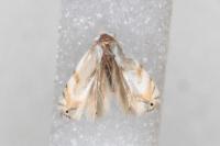 Pseudopostega crepusculella
