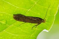Bryotropha