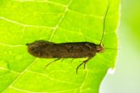Bryotropha