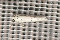 Yponomeuta
