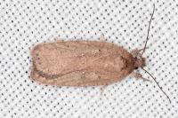 Agonopterix scopariella