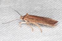 Agonopterix scopariella