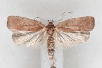 Agonopterix scopariella
