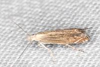Isophrictis anthemidella