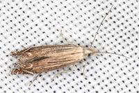 Isophrictis anthemidella