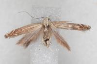 Isophrictis anthemidella