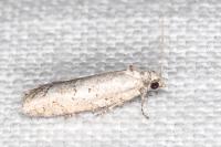 Cnephasia hellenica
