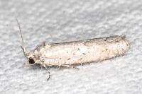Cnephasia hellenica