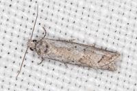 Cnephasia hellenica