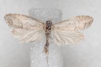 Cnephasia hellenica