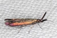 Coleophora mayrella