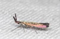 Coleophora mayrella