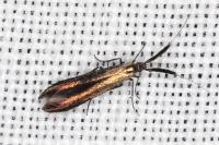 Coleophora mayrella