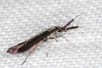 Coleophora mayrella