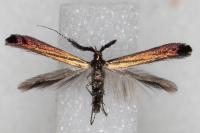 Coleophora mayrella