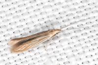 Coleophora insulicola