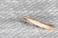Coleophora insulicola