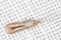 Coleophora insulicola