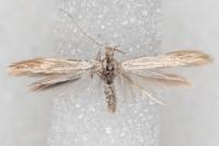 Coleophora insulicola
