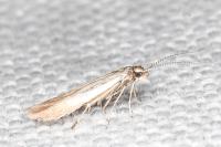 Coleophora caespititiella
