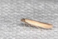 Coleophora caespititiella