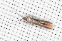 Coleophora caespititiella