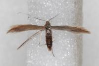 Coleophora caespititiella