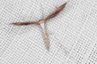 Stenoptilia zophodactyla