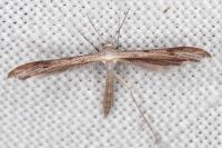 Stenoptilia zophodactyla