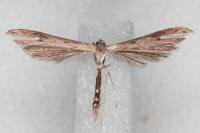 Stenoptilia zophodactyla