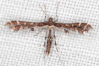 Capperia celeusi