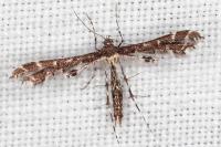 Capperia celeusi