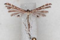 Capperia celeusi