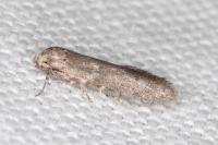 Blastobasis phycidella