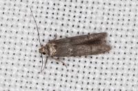 Blastobasis phycidella