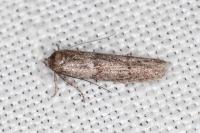 Blastobasis phycidella
