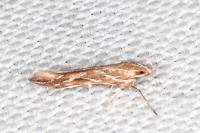 Pyroderces argyrogrammos