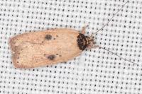 Agonopterix subpropinquella
