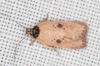 Agonopterix subpropinquella