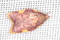 Carcina quercana