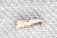 Elachista contaminatella