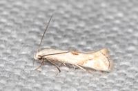 Elachista contaminatella