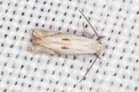 Elachista contaminatella