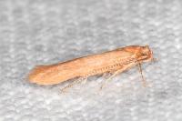Haplochrois ochraceella