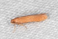 Haplochrois ochraceella