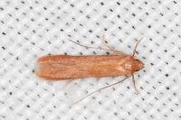 Haplochrois ochraceella